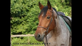 THE CONNEMARA PONY [upl. by Terza]