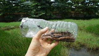 Piège à poisson avec une bouteille en plastique [upl. by Claudine]