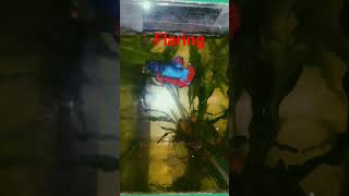 betta fish flaring bettafish bettaflare flare [upl. by Redle]