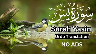 Surah Yasin  No Ads  Urdu Translation foryou fypシ゚viral [upl. by Cruce]