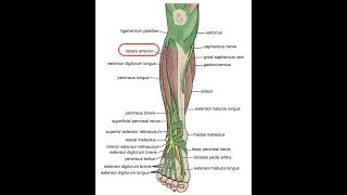 TIBIAL ANTERIOR elasticidad mediante ejercicios excéntricos [upl. by Sadella]