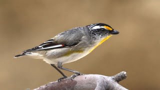 Striated Pardalote [upl. by Ekusuy]