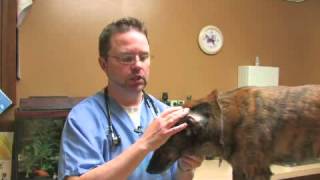 How to Heal a Hematoma in a Dogs Ear [upl. by Terrej]