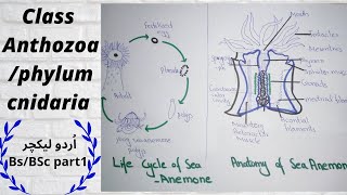 Class anthozoa phylum cnidaria ADSBs ZoologyBSc part 1 [upl. by Chlo]