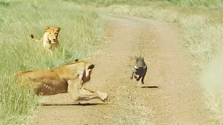 WARTHOG WALKS RIGHT INTO 2 LIONS [upl. by Accebar]