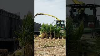 Corn silage harvest in Wisconsin johndeere rands harvest24 [upl. by Yenittirb]