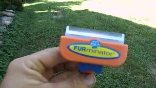 dog shedding remedy furminator dog hair brush review [upl. by Anilef774]