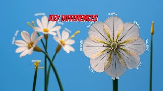 How Is the Process of Pollination Different from Fertilization Key Differences Explained [upl. by Jaunita]