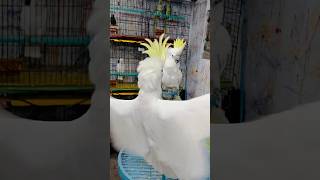 Dancing cockatoo 🕺 💃 😱😱😱 [upl. by Niliram]