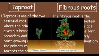 Taproot vs Fibrous roots Quick Differences and Comparisons [upl. by Millburn]