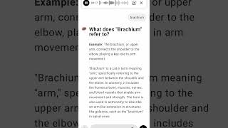 What does quotBrachiumquot refer to [upl. by Anirtruc]