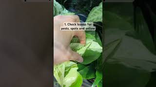 4 must do’s when choosing a new plant amp plant shopping plants shorts pothos [upl. by Nimref141]