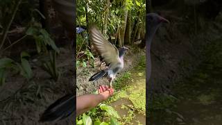 Good quality pigeon ❤️🕊️ pigeon kabootar trending youtubeshorts kalapati bird video [upl. by Yolanthe]