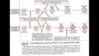 VIHSIDA y otras inmunodeficiencias  HIV  AIDS and other immunodeficiencies [upl. by Zoes]