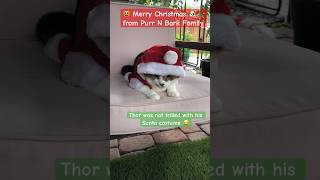 CAT hates Santa CostumeHilarious Christmas Costume Fail🐶🎄😻 cats dog christmas shorts [upl. by Egiap]