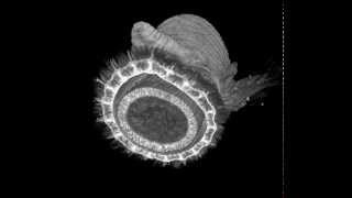 MicroCT scan of a bloodworm Glyceridae Polychaeta [upl. by Lindon]