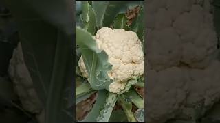 Symptoms amp Remedy of Bacterial Leaf Rot of Cauliflower Vegetablesshorts [upl. by Nalaf]