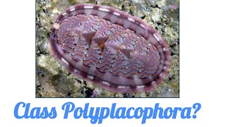 Class Polyplacophora [upl. by Politi758]