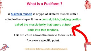 What Is a Fusiform Muscle Key Features and Examples Explained [upl. by Brenza]