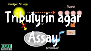 Isolation Of Lipase Producing Bacteria  Tributyrin Agar  Lipid Hydrolysis Assay [upl. by Ahsiemac258]