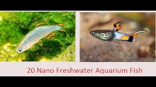 Top 20 Nano Freshwater Fish For Aquarium [upl. by Aiz57]