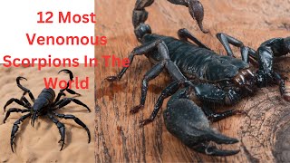 quot12 Deadliest Scorpions You Wouldnt Want to Meet – The Shocking Truth Revealedquot [upl. by Blithe319]