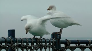 Snowy Sheathbills South Georgia [upl. by Mini]