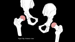 Hip joint structure and actions [upl. by Atteyek]