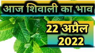 22 April 2022 Mentha oil rate today आज शिबली का भाव 22 अप्रैल mentha price Mentha oil rate today [upl. by Norrabal732]