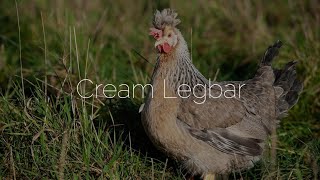 cream legbar chicken  ഫാൻസി കോഴികളെ കണ്ടല്ലോ petcreationchemmanoor [upl. by Adar]