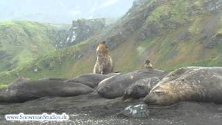 elephant seal fight [upl. by Karrah186]