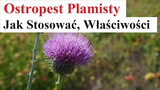 Ostropest Plamisty  Jak Stosować Właściwości [upl. by Venator]