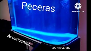 Pecera increíble 2025 Hecho en México Toda la instalación precios desde 5mil totalmente equipadas🇲🇽 [upl. by Dnomasor]