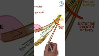 Styloid process  NEET PG  INICET  MBBS ANATOMY LECTURES [upl. by Aenahs]