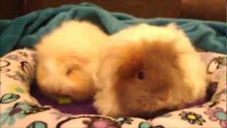 Texel guinea pigs Breed information and care tips [upl. by Ofelia472]