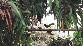 Whitethroated fantail dances gracefully fanning its tail in rhythm [upl. by Jezabella425]