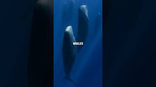 How Sperm Whales Sleep in the Deep And Why [upl. by Wall]