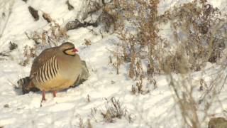 The chukar partridge Alectoris chukar [upl. by Annig762]