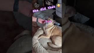 Bug eyed pup 🐶 dogdogloverdogsdogshortsfunnypleasesubscribepleasesharefunnyvideospuppy [upl. by Tse]