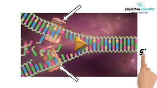 DNA  Aufbau und Repliktion [upl. by Fons]