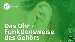 Das Ohr So funktioniert unser Gehör – Biologie  Duden Learnattack [upl. by Eelrebma449]