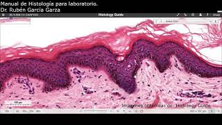 Manual de laboratorio C3 ACT1 Tinción con Hematoxilina y Eosina [upl. by Nayab802]