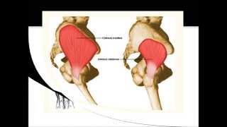 Anatomy of Hip Muscles Animated Tutorial [upl. by Izak]