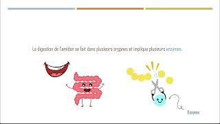 EB9 Chap2 Act2 Digestion Chimique des Glucides [upl. by Yanad]