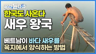 한국이 수입하는 새우 절반이 여기서 새우 왕국 베트남이 새우를 양식하는 방법│우리가 먹는 새우 어디서 왔을까│새우 출하부터 가공까지│베트남 새우 양식업│극한직업│골라듄다큐 [upl. by Lane]