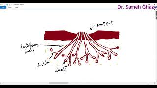 Embryology  development of mammary gland [upl. by Roxane]