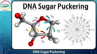 DNA sugar puckering [upl. by Aikam]