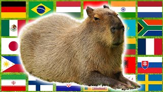 Capybara in 70 Languages Meme [upl. by Niran926]