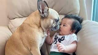 My Dogs Fall In Love With Our Baby  The Full Story [upl. by Maccarthy]