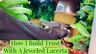 Handling My Jeweled Lacerta For The First Time [upl. by Maddie825]